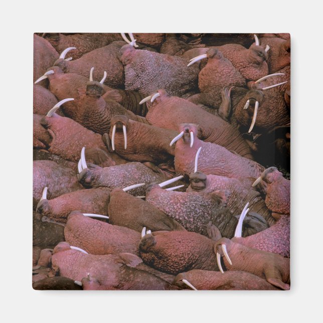 Imán Norteamérica, Estados Unidos, Alaska, Delta del Yu (Frente)