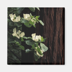 Imán Norteamérica, Estados Unidos, California, Yosemit