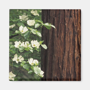 Imán Norteamérica, Estados Unidos, California, Yosemit