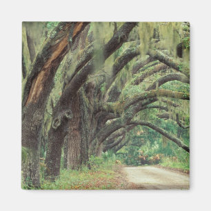 Imán Norteamérica, Estados Unidos, Georgia, Cumberland