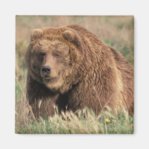 Imán Norteamérica, los E.E.U.U., Alaska, isla del