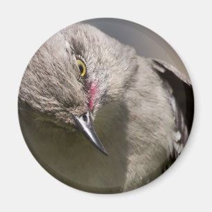 Imán Northern Mockingbird toma un Arco Ropa y Regalos