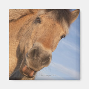 Imán Northumberland, Inglaterra 2