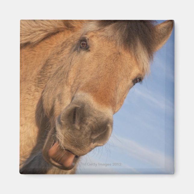 Imán Northumberland, Inglaterra 2 (Frente)