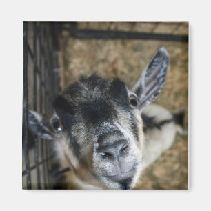 Imán Nosy Goat mirando hacia arriba