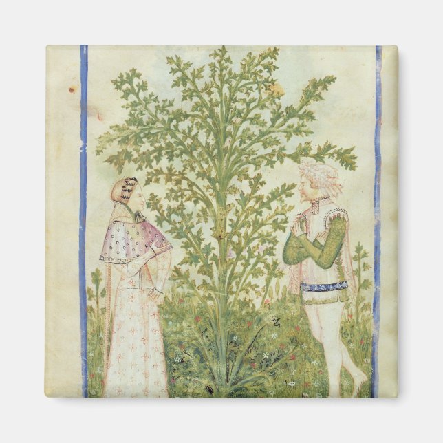 Imán Nov Acq Lat Celery, de 'Tacuinum Sanitatis' (Frente)