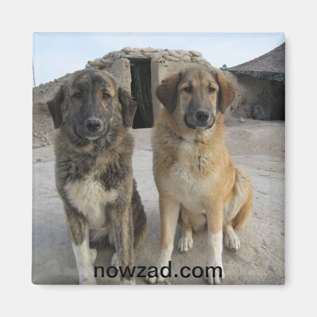 Imán Nowzad Dogs Magnet (Frente)
