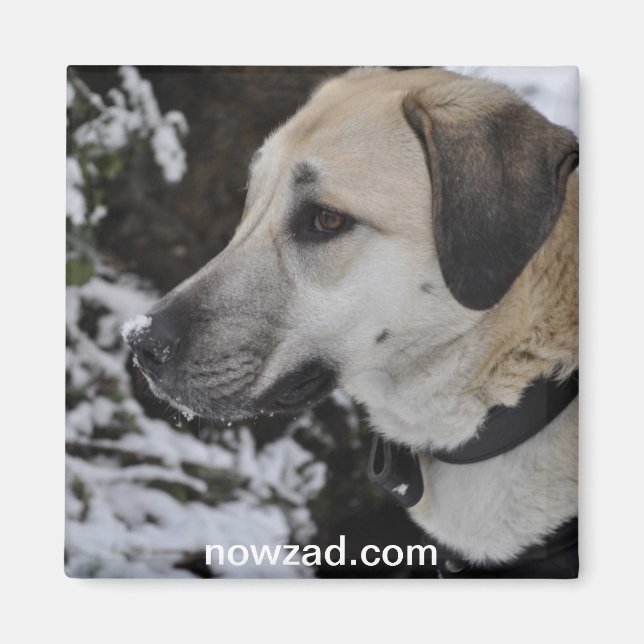 Imán Nowzad Rescue Dog Kilo Magnet (Frente)