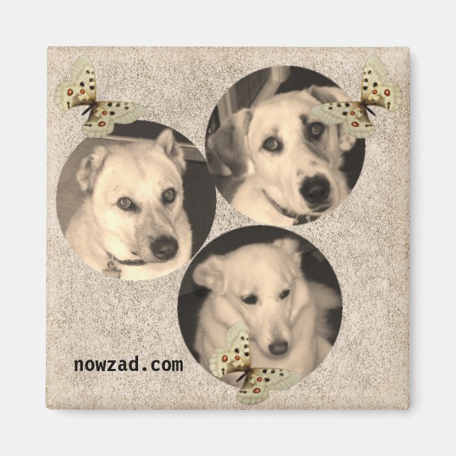 Imán Nowzad Rescue Dogs Magnet (Frente)