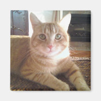 Nubby, el gato