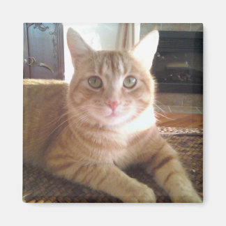 Imán Nubby, el gato