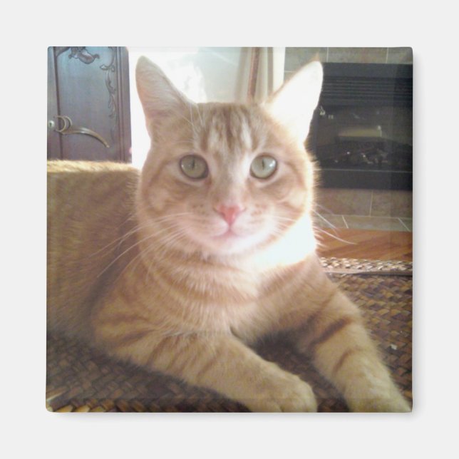 Imán Nubby, el gato (Frente)