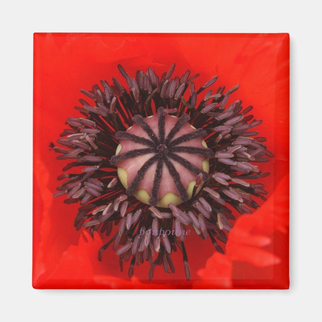 Imán núcleo de terciopelo (Frente)