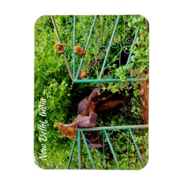 Imán Nueva Delhi, India