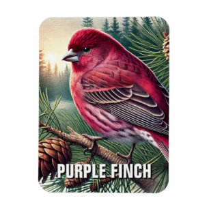 Imán Nueva Hampshire State Bird Purple Finch