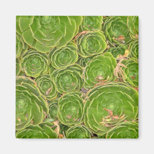 Imán Nueva Zelanda, Isla del Sur. Suculento.