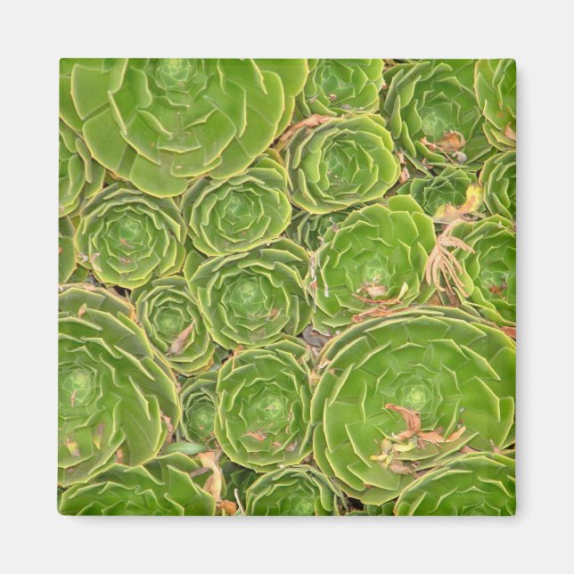 Imán Nueva Zelanda, Isla del Sur. Suculento. (Frente)