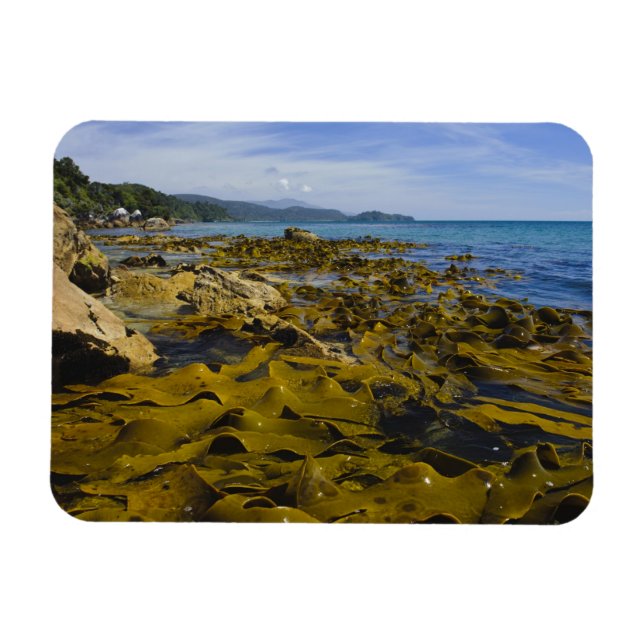 Imán Nueva Zelanda, Southland, Isla Stewart. Kelp (Horizontal)