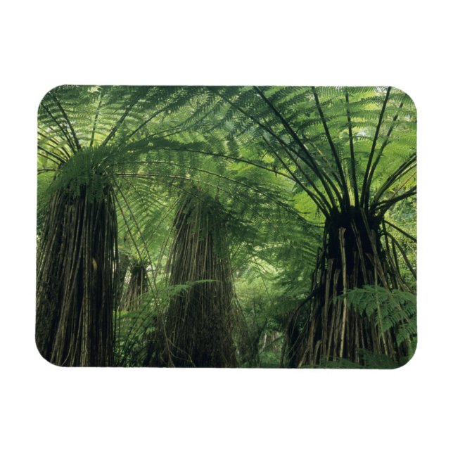 Imán Nueva Zelandia, Haast Valley, Westland, Soft Tree (Horizontal)