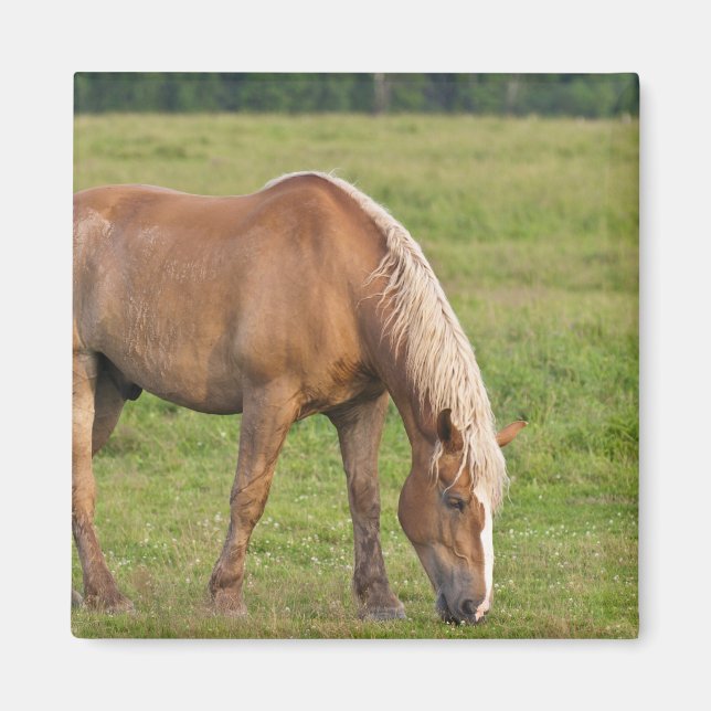 Imán Nuevo Brunswick, Canadá. Caballo en campo. (Frente)