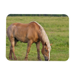 Imán Nuevo Brunswick, Canadá. Caballo en campo.