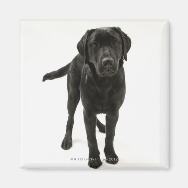 Imán Nuevo labrador negro (Frente)