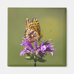 Imán nuevo méxico, estados unidos de américa