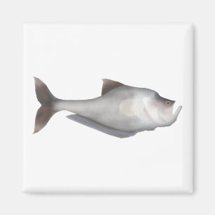 Imán Nurseryfish