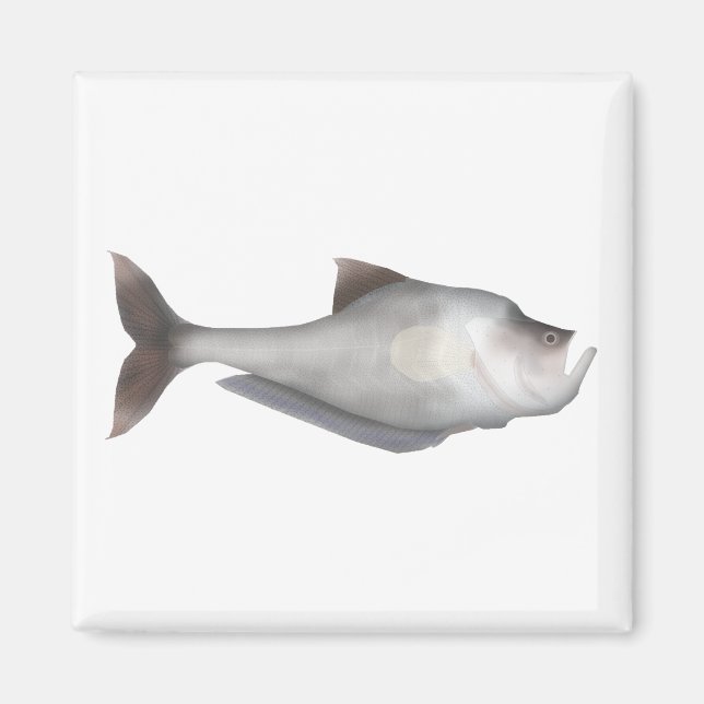 Imán Nurseryfish (Frente)