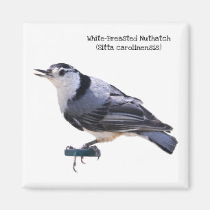 Imán Nuthatch blanco