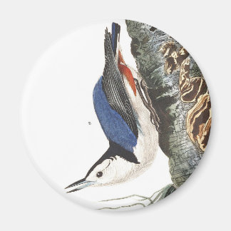 Imán Nuthatch blanco de Audobon (gorro negro)