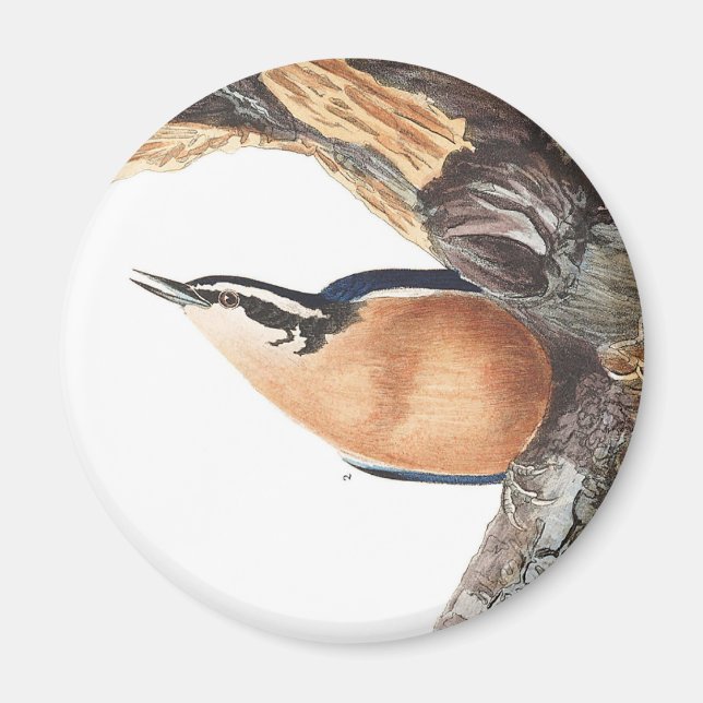 Imán Nuthatch de Audobon (Frente)