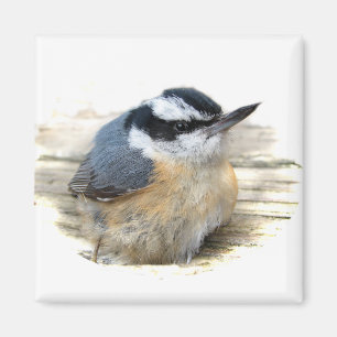 Imán Nuthatch de pecho rojo