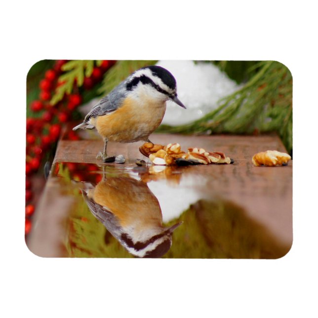 Imán Nuthatch de pecho rojo (Horizontal)
