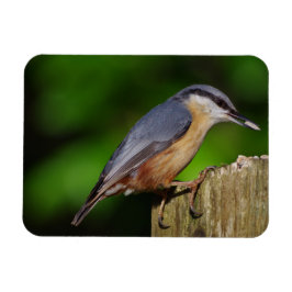 Imán Nuthatch Fridge Magnet