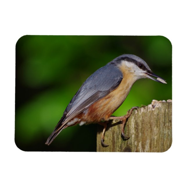 Imán Nuthatch Fridge Magnet (Horizontal)