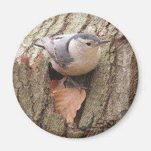Imán Nuthatch Magnet de pecho blanco