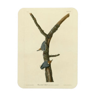 Imán Nuthatch marrón - Aves de América de Audubon