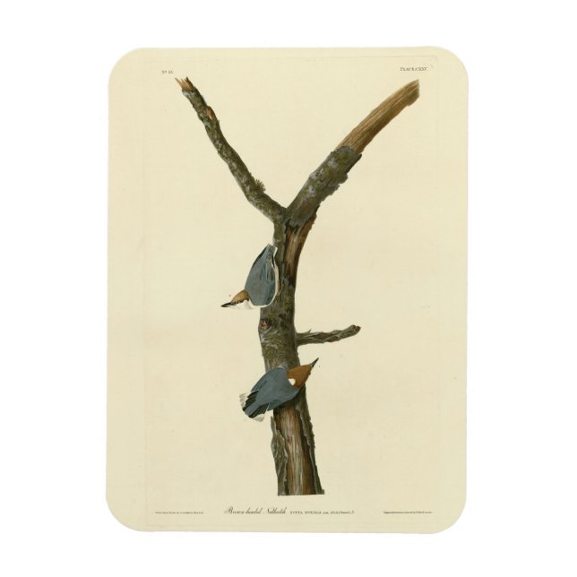 Imán Nuthatch marrón - Aves de América de Audubon (Vertical)