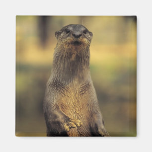 Imán Nutria alerta