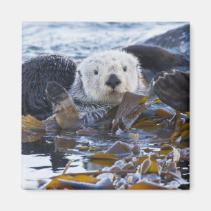 Imán Nutria de mar envuelta en quelpo