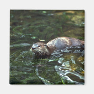 Imán Nutria de río