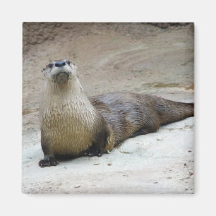 Imán Nutria de río curiosa