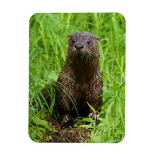Imán Nutria de río lista