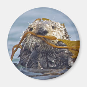 Imán Nutria envuelta en Kelp.Magnet