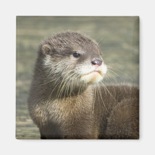 Imán Nutria linda del bebé