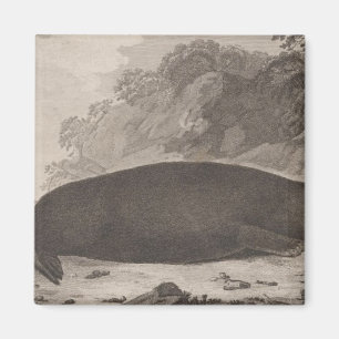 Imán nutria marina, Columbia Británica