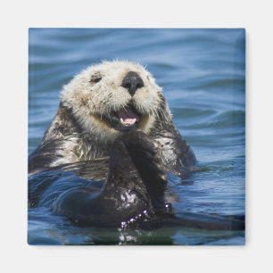 Imán Nutria marina de California Enhydra lutris) se aci