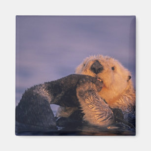 Imán Nutria marina, Enhydra lutris