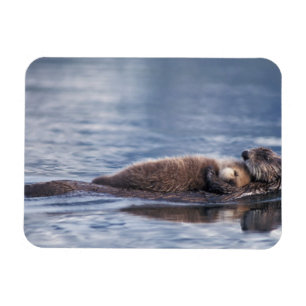 Imán nutria marina, Enhydra lutris lutris